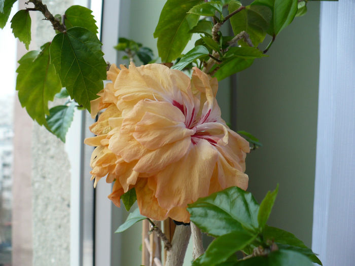 P1490537 - hibiscusi 2014