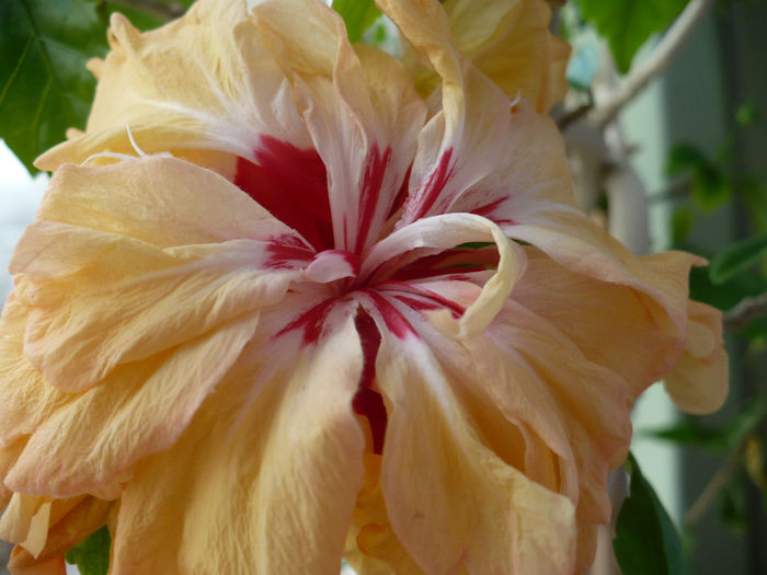 P1490544 - hibiscusi 2014