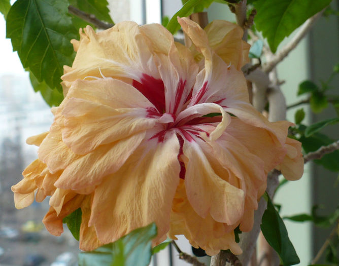 P1490546 - hibiscusi 2014