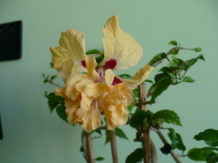 P1490551 - hibiscusi 2014