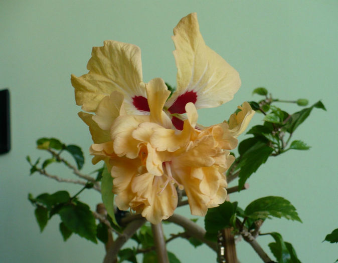 P1490554 - hibiscusi 2014