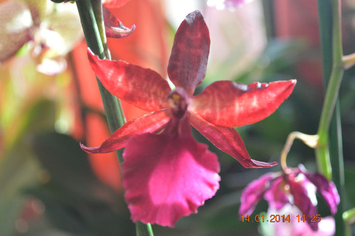 Colmanara Massai Red - Cambria