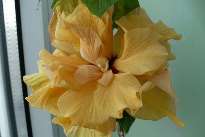 P1490561 - hibiscusi 2014