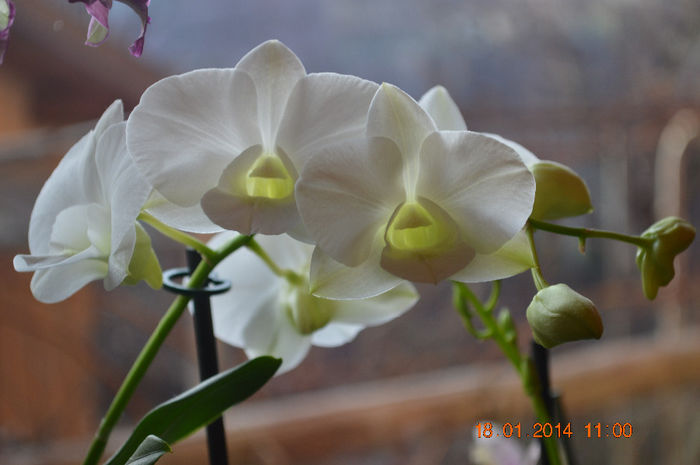 DSC_0724 - Dendrobium phalaenopsis