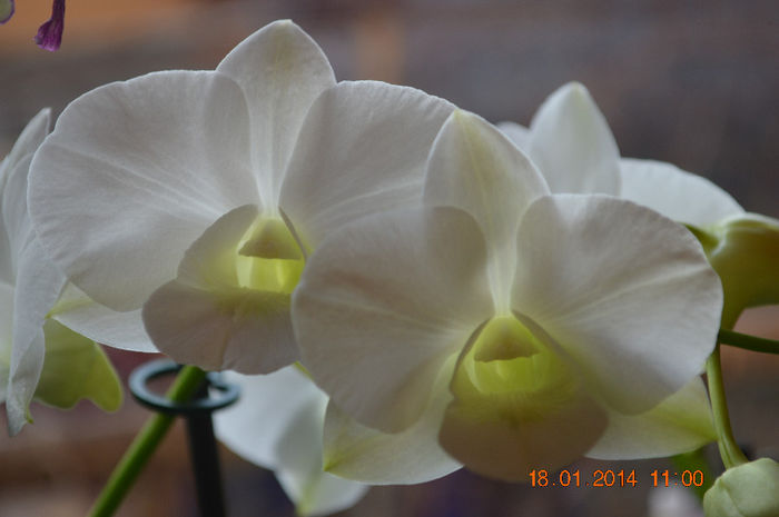 DSC_0725 - Dendrobium phalaenopsis