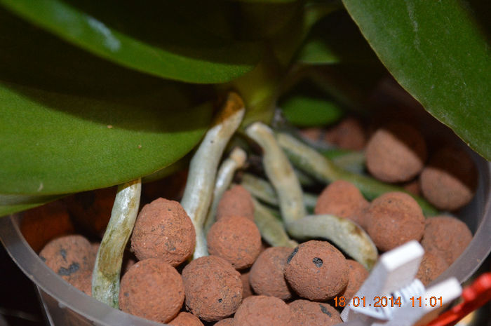 DSC_0729 - Phalaenopsis1