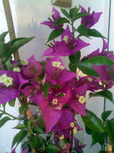 Alexandra - BOUGAINVILLEA o noua si necesara pasiune  2012-2013