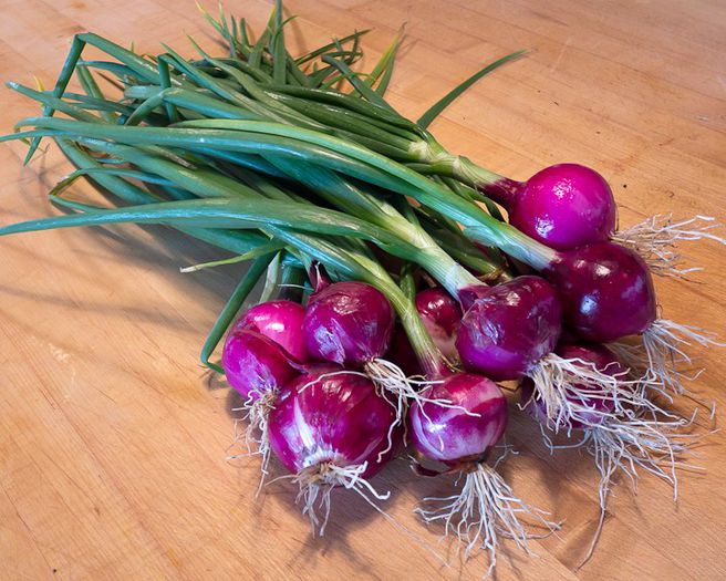 purplette - ceapa si praz seminte
