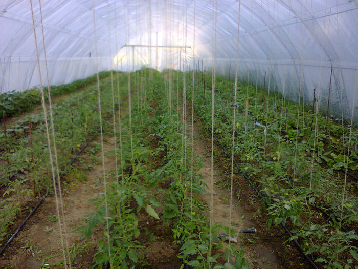 Fotografie0079; primele rosii in solar
