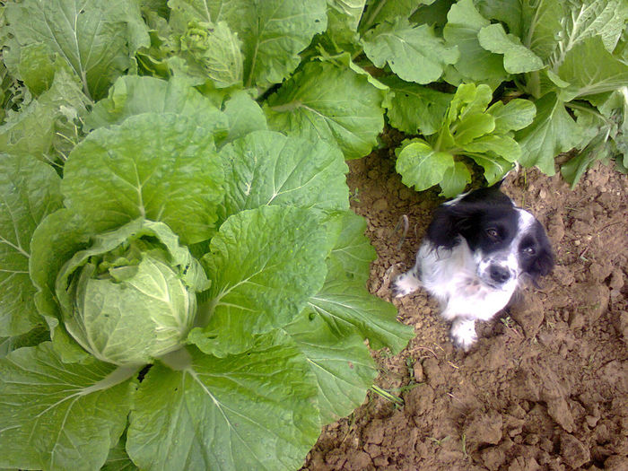 Fotografie0135; varza chinezeasca
