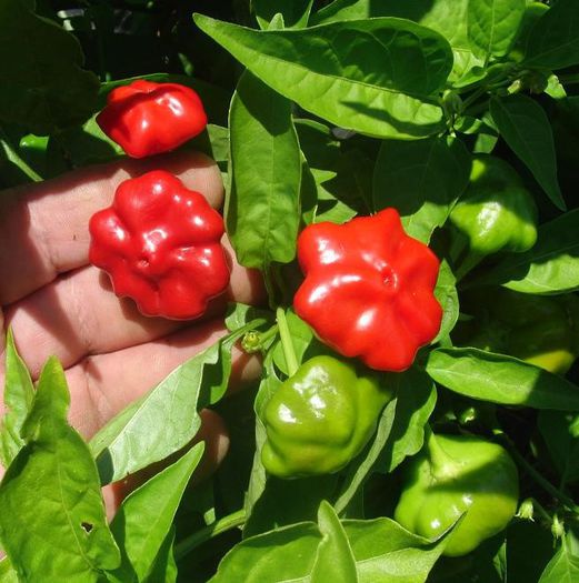 Aji Brazilian Starfish - ardei iuti