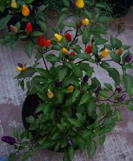 Aji de Jardin