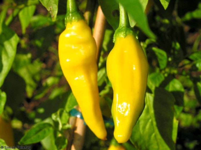 Aji Lemon-Drop - ardei iuti