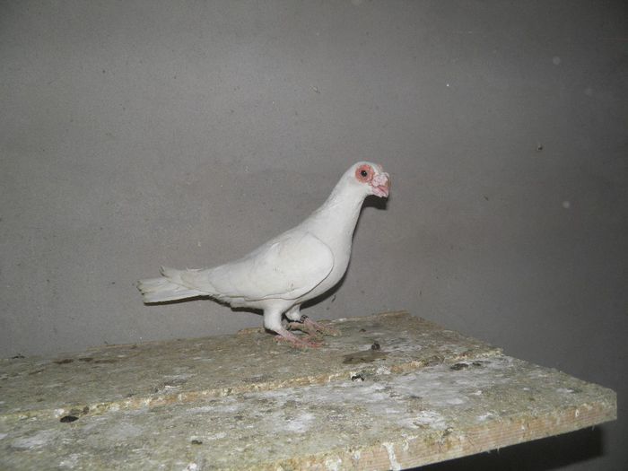 P1210029 - carunculati albi 2014