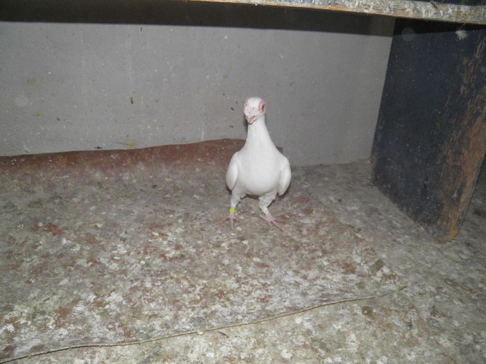 m 2011 - carunculati albi 2014