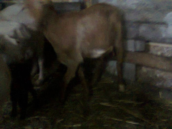 Picture 449 - Au inceput fatarile la caprite