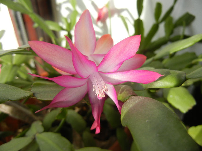 Pink Schlumbergera (2013, December 09) - Schlumbergera Pink