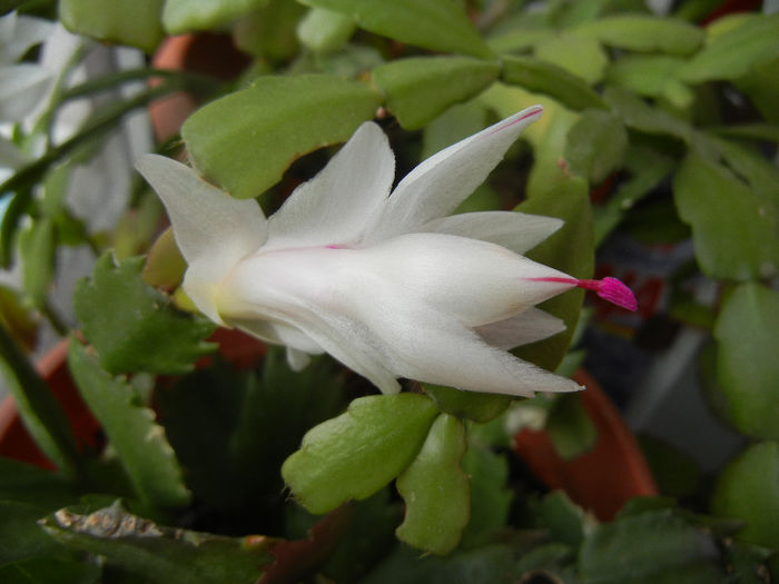 White Schlumbergera (2013, Nov.21)
