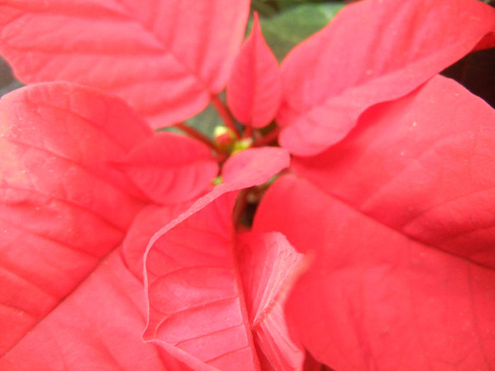 Poinsettia_Christmas Plant (2013, Nov.21) - Poinsettia Euphorbia