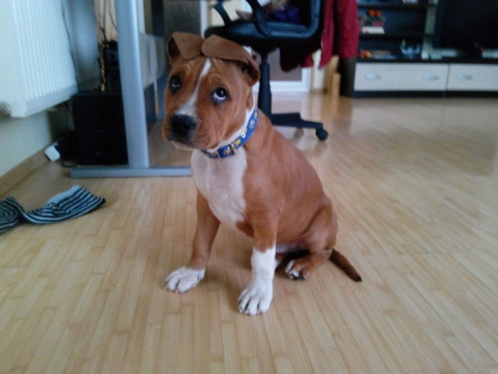 thor la 3luni - Amstaff