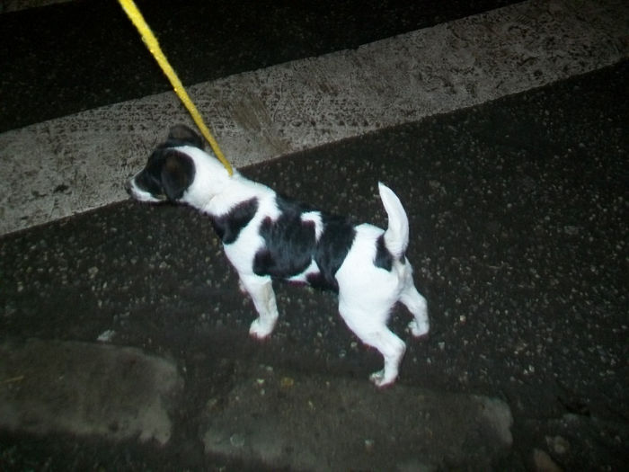 Fox terrier neted 005 - Familie de FOX TERRIER NETED