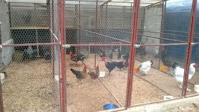 poza din fata volierei