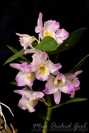 Dendrobium Fancy Angel Lycee - 2 Reinfloriri 2014