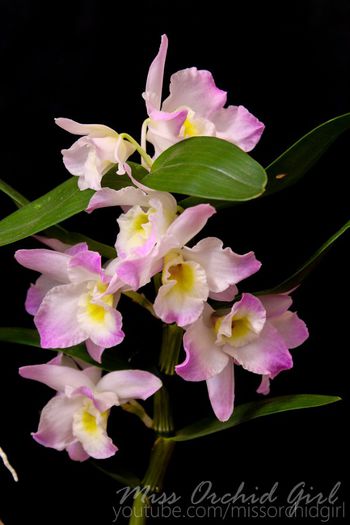 Dendrobium Fancy Angel Lycee - 2 Reinfloriri 2014