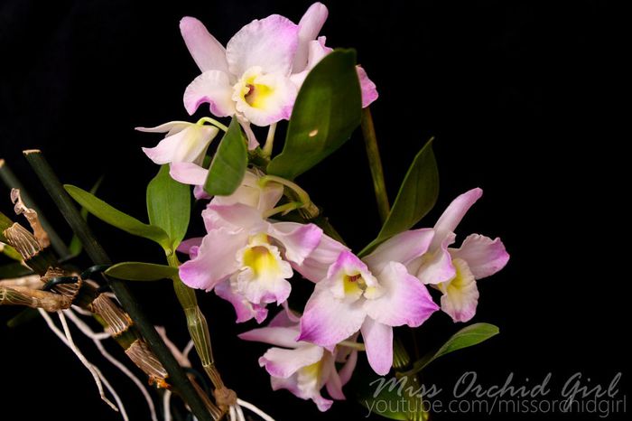 Dendrobium Fancy Angel Lycee; Intens parfumat - dulce, floral
