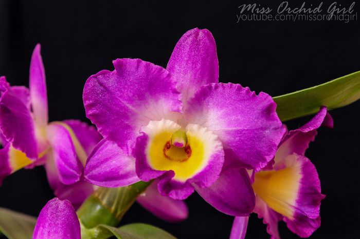 Dendrobium Comet King Akatsuki - 2 Reinfloriri 2014