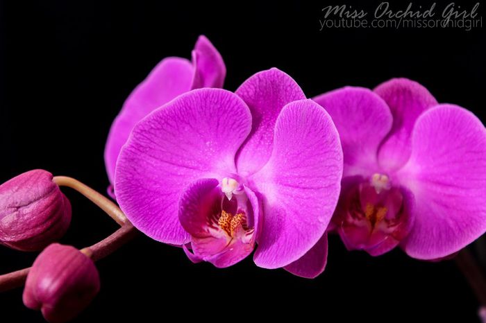 Phalaenopsis NoID - 2 Reinfloriri 2014