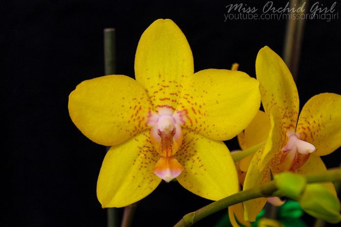 Phalaenopsis NoID - 2 Reinfloriri 2014