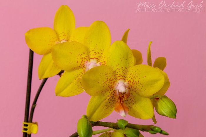 Phalaenopsis NoID - 2 Reinfloriri 2014