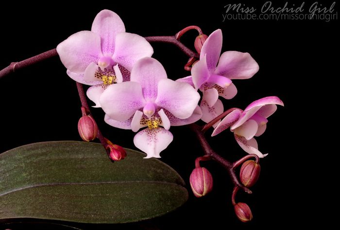 Phalaenopsis Jiaho's Pink Girl; Slab parfumata - violete
