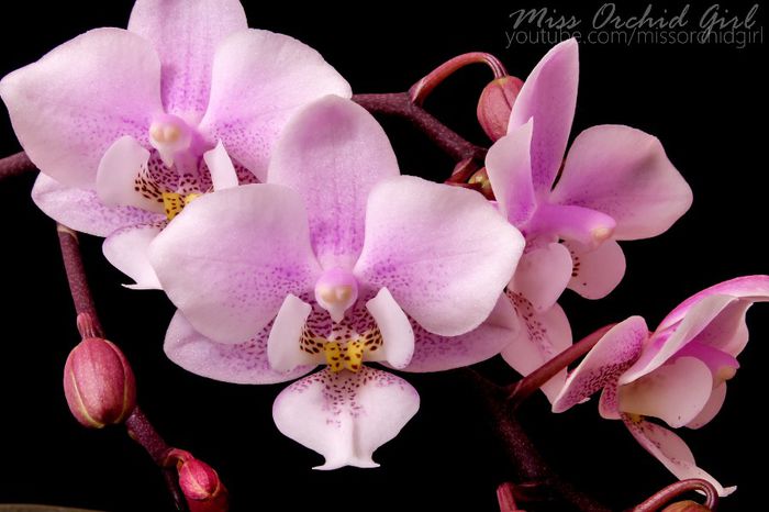 Phalaenopsis Jiaho's Pink Girl; Slab parfumata - violete
