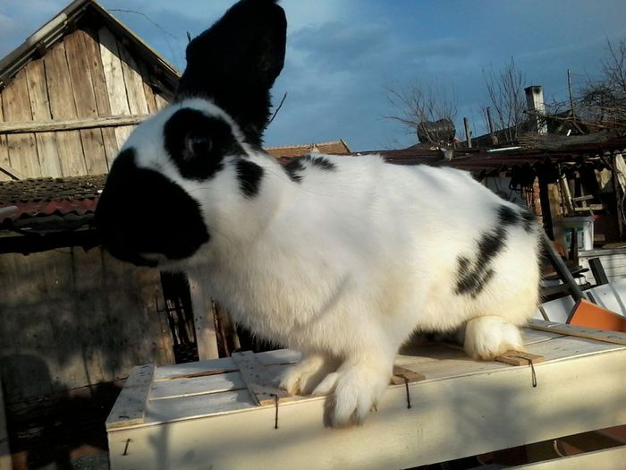 20140120_161831 - Mascul  -1