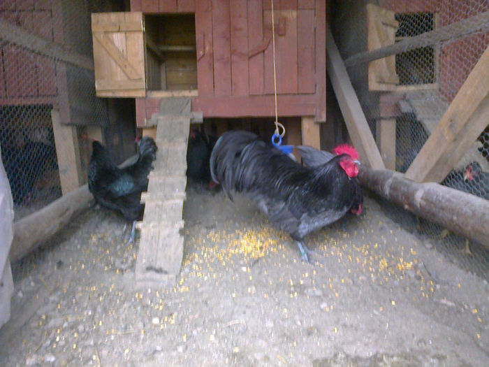 pasari 14 020 - 03 AUSTRALORP albastru 2014