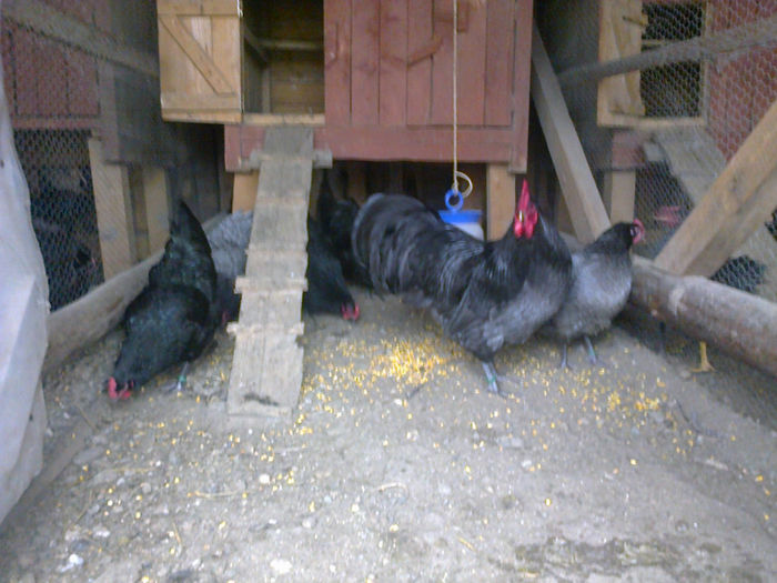 pasari 14 021 - 03 AUSTRALORP albastru 2014