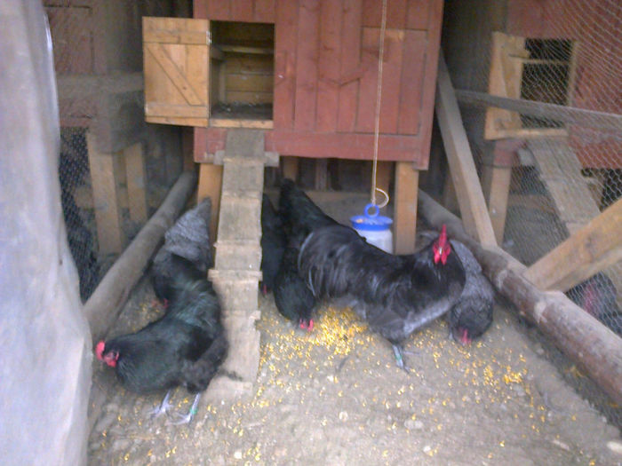 pasari 14 022 - 03 AUSTRALORP albastru 2014