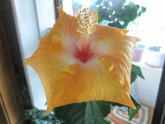 hibiscus