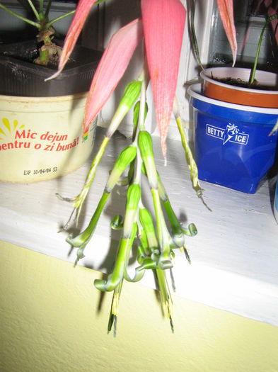 bilbergia 005 - billbergia nutans