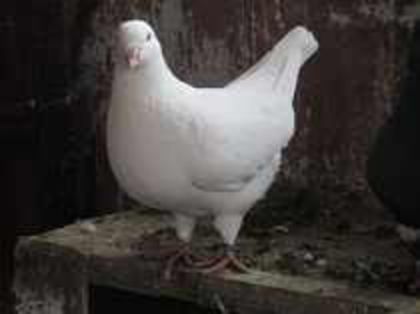 85285163_XRJPPFA m 2012