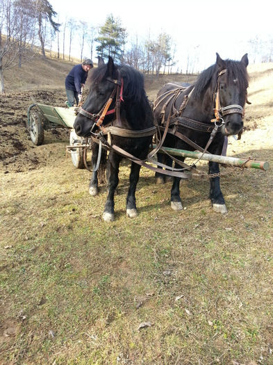 2014-01-20 14.23.36 - cai de munca