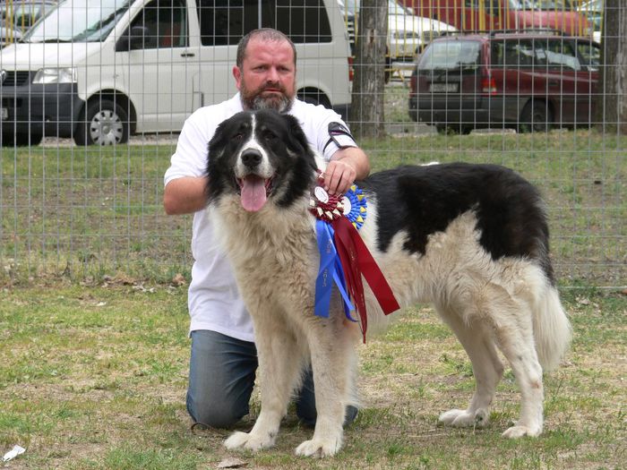 CALIMAN DE DRAGOS VODA; CAMPION MONDIAL BUDAPESTA 2013
