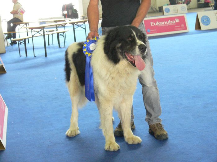 CALIMAN DE DRAGOS VODA; CAMPION MONDIAL WDS BUDAPESTA 2013
