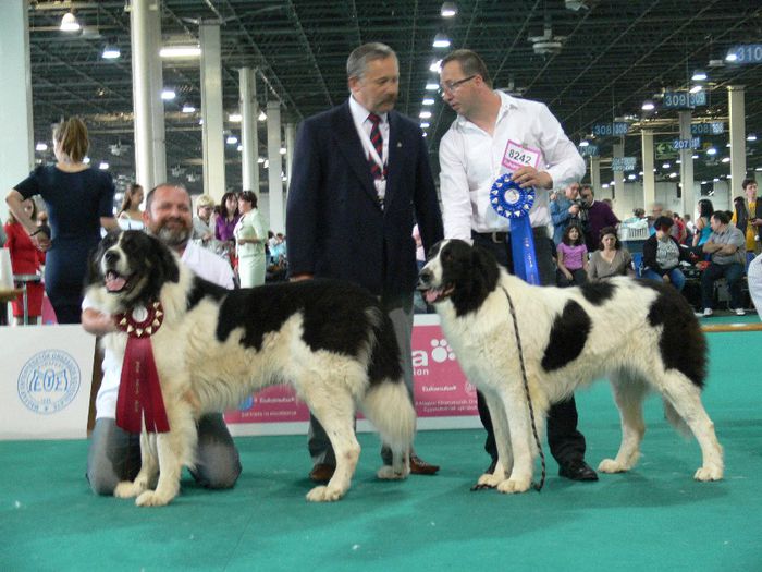 CALIMAN DE DRAGOS VODA; CAMPION MONDIAL WDS BUDAPESTA 2013
