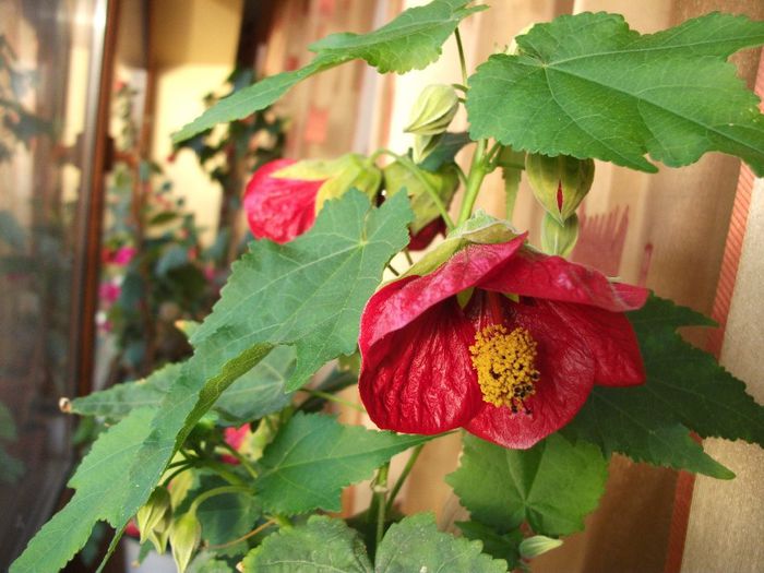 096 - Abutilon