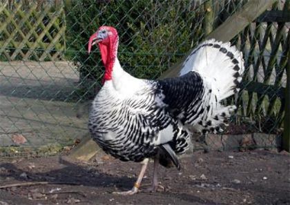 putercroellwitzer - citeva poze