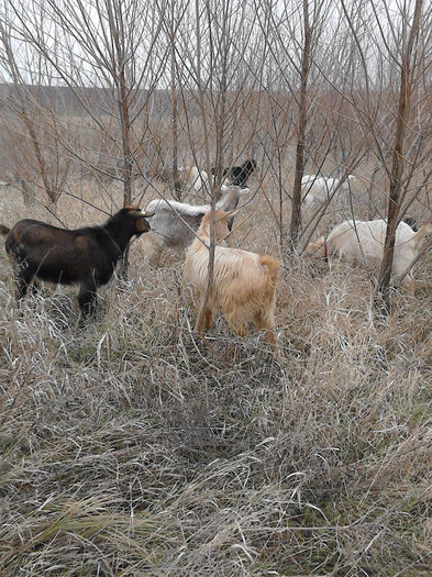 IMG_20131231_143140 - Caprele mele