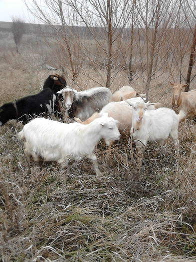 IMG_20131231_143209 - Caprele mele